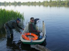 Kolejne zarybienie rzeki Odry oraz innych wód PZW Szczecin
